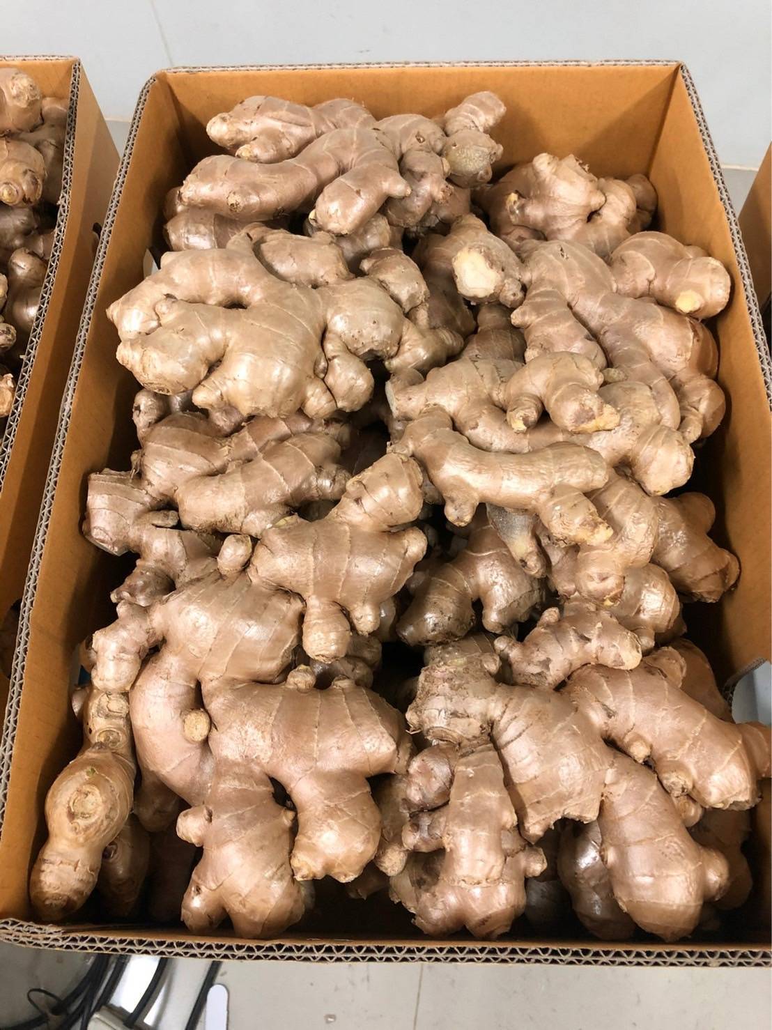 Thai fresh ginger packed in export carton